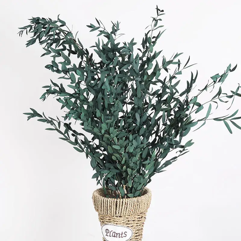 HojasdeeucaliptopreservadassecasplantadeeucaliptofrescaNatural