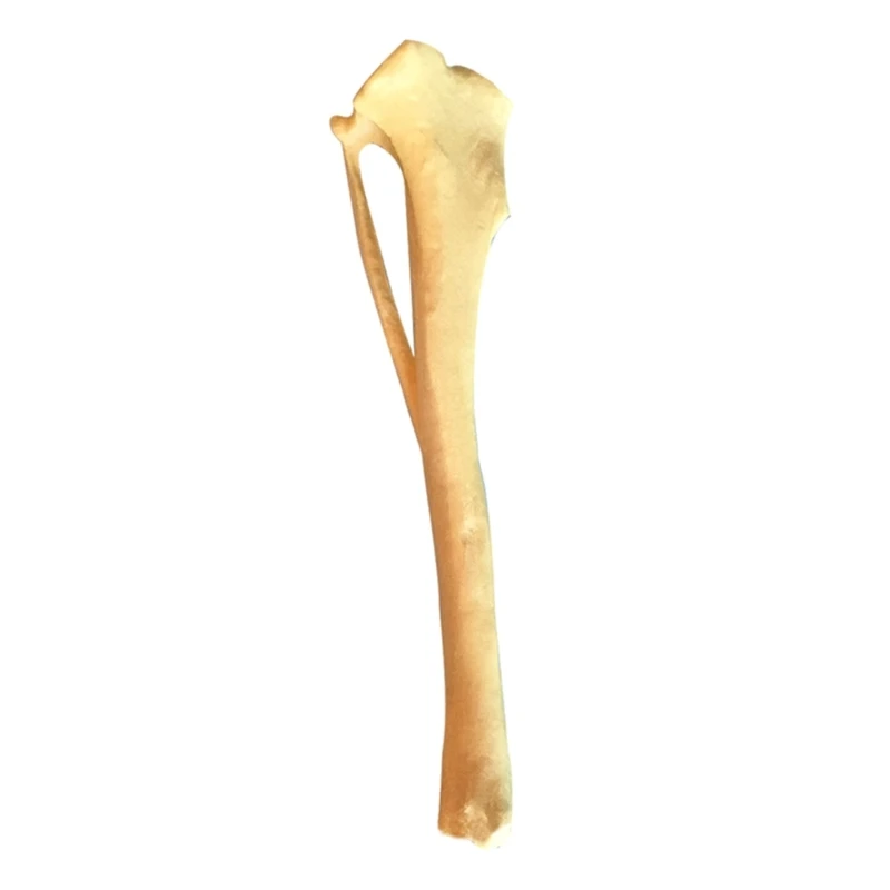 

Dog Tibia Skeletal Model Dog Tibia Skeletal Anatomy Model, Dog Tibia Skeleton Model Medical Teaching Aids