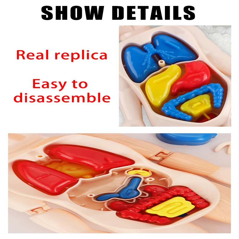Children's Science and Early Education Human Organ Model Assembled Medical Montessori Body Teaching Tool Toys 3