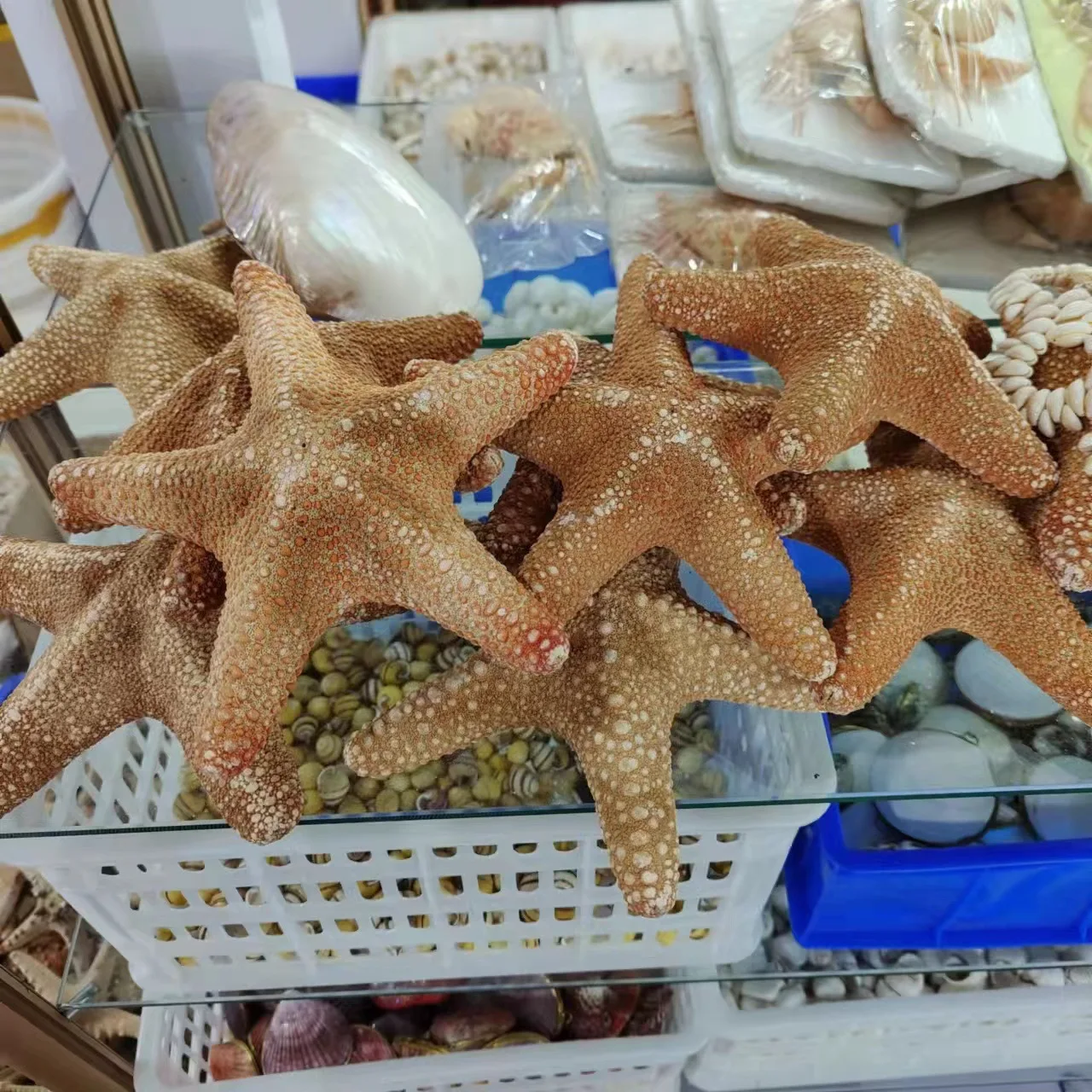Big bread starfish natural conch shell fish tank landscaping window ornaments creative home crafts Starfish