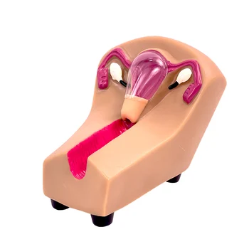 Intrauterine Contraceptive Training Model 1