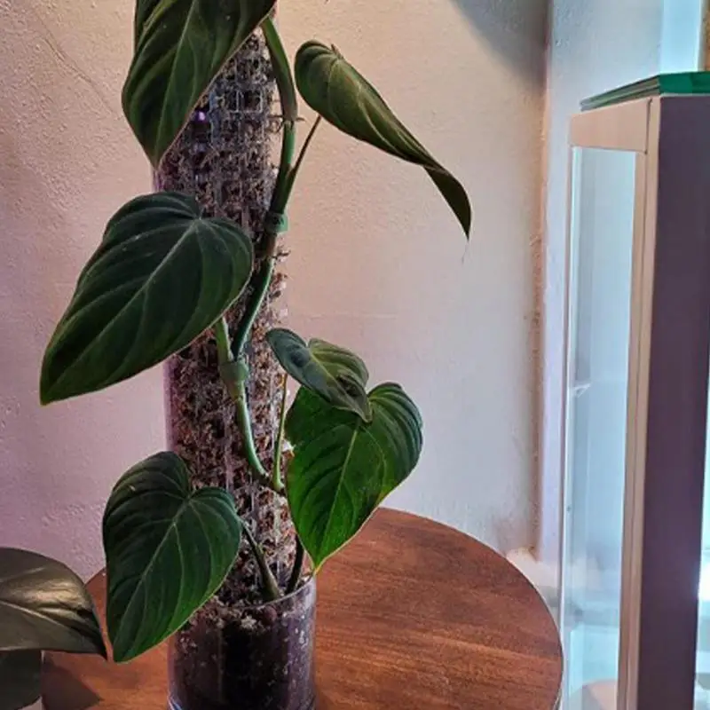 Monstera-Moss-Pole-24inch-Sphagnum-Moss-Poles-Plant-Stakes-Moss-Sticks-For-Monstera-Indoor-Creepers-Plant.jpg Monstera Moss Pole 24 Hüvelykes Sphagnum Moha Oszlopok Növény Tét Mohálpálcák Beltéri Kúszónövények Növényi Támogatás Kiterjesztés - Image 4