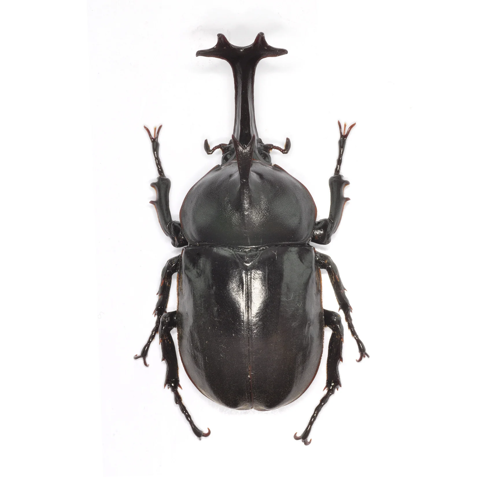 

1/1 Allomyrina Dichotoma Epoxy Resin Model Funny Beetle Animal Figure Fridge Magnet Decoration Adult Child Toys Gift Present