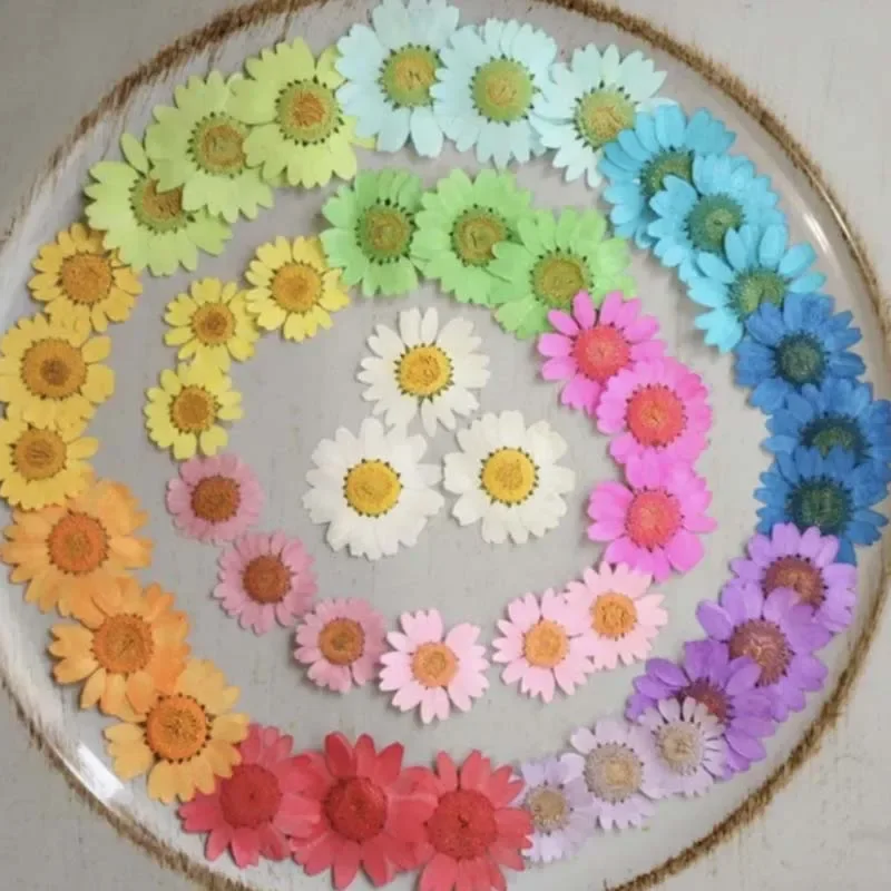 

720 шт. прессованные сухие маргаритки, сухие цветы, растения для эпоксидной смолы, подвеска, ожерелье, изготовление ювелирных изделий, рукоделие, аксессуары «сделай сам»