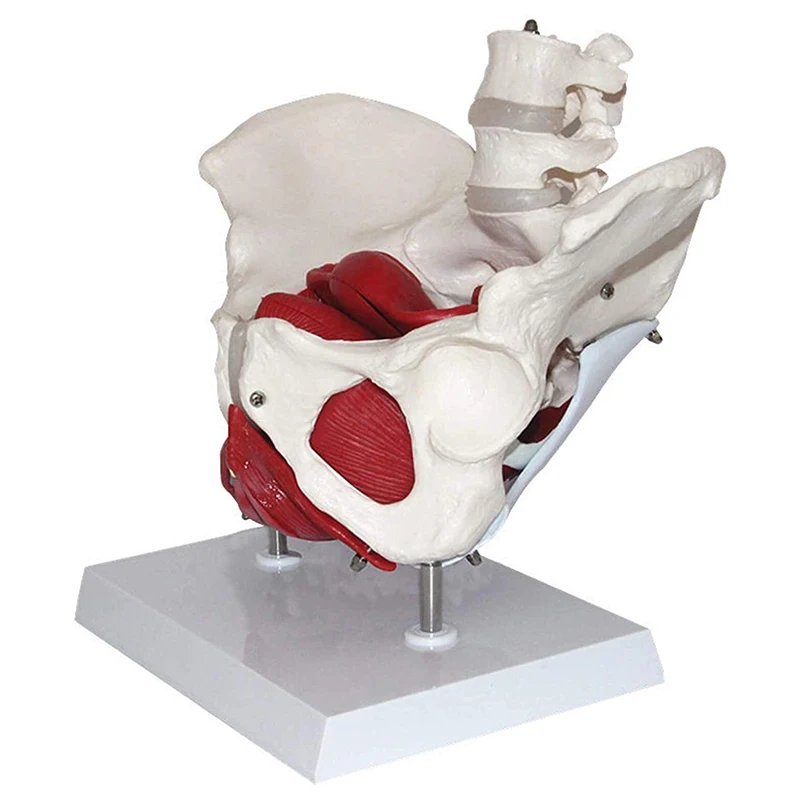Female Pelvis Vessels Muscles Nerves Anatomy Model Medical Science Teaching Resources
