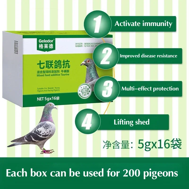 Pigeon Disease Treatment Seven pigeons against Salmonella Newcastle disease stubborn water green then throw food vomit racing pigeon pigeon special