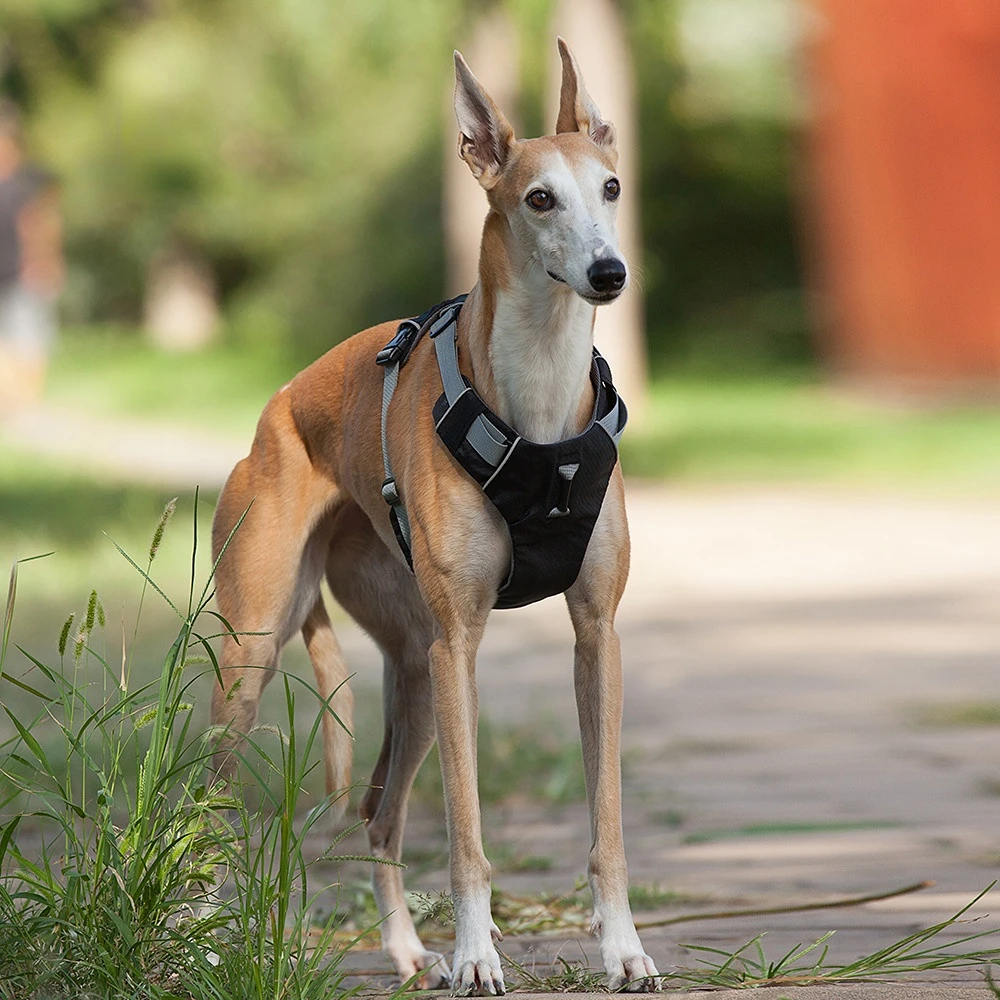

Нейлоновые шлейки для домашних животных, нагрудный ремень предотвращает собаку без ограничения шеи, грудь и спину, товары для домашних животных