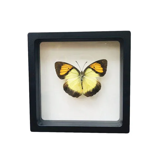 1pcs Real Butterfly Specimen Insect Home Decor Photo Frame   Desk Decoration Figurines Birthday Gift Teaching Training 