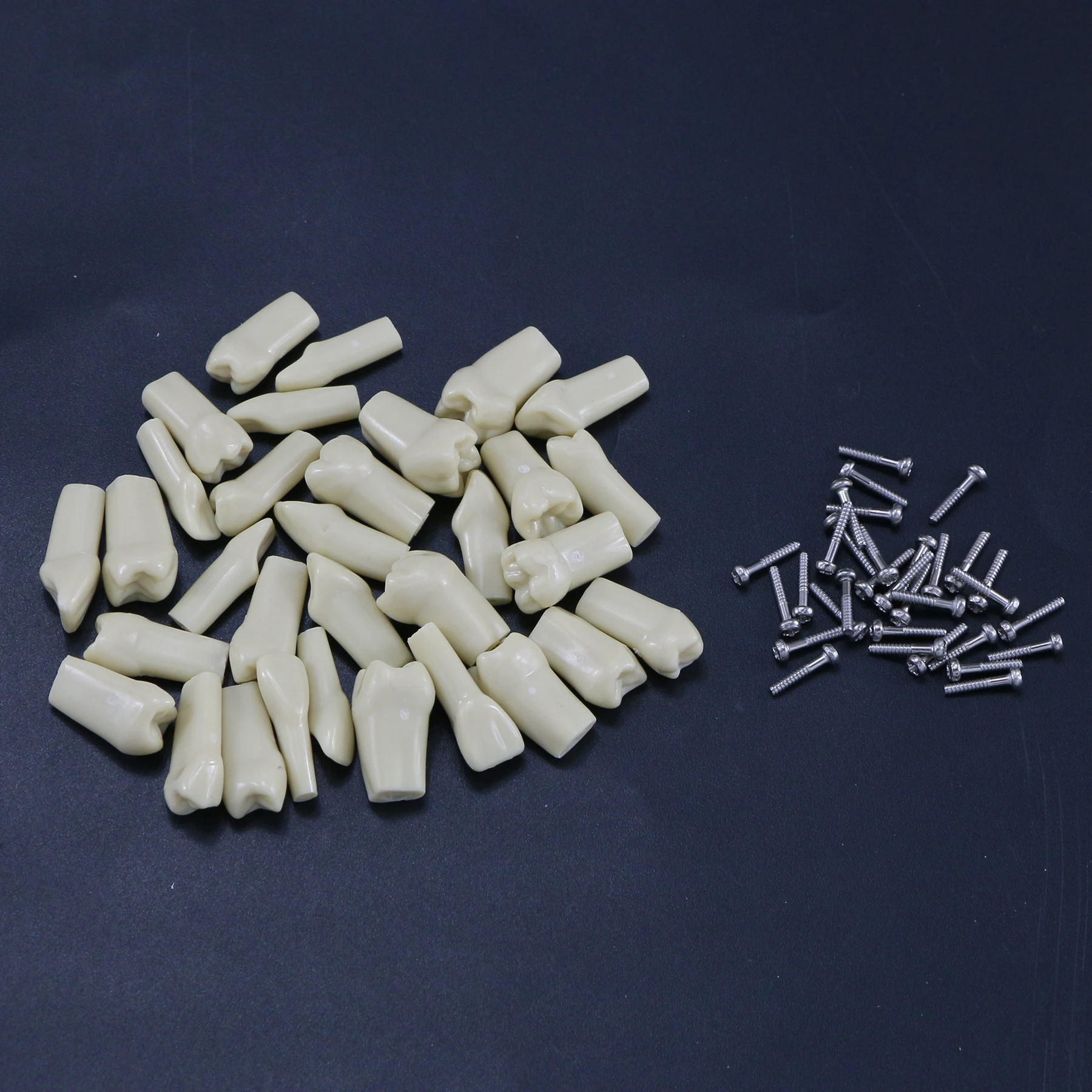 10Pcs Dental Replacement Screw-in Teeth Model Typodont Practice Filling Restoration Fit Frasaco Jaws AG3 Model With 32Pcs Teeth 5