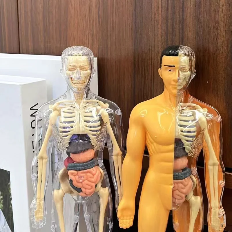 Educational Toys Children's Human Skeleton Organ Model Toys Science Education Cognitive Assembly Skeleton Structure Puzzle Assembly Toys for Kids