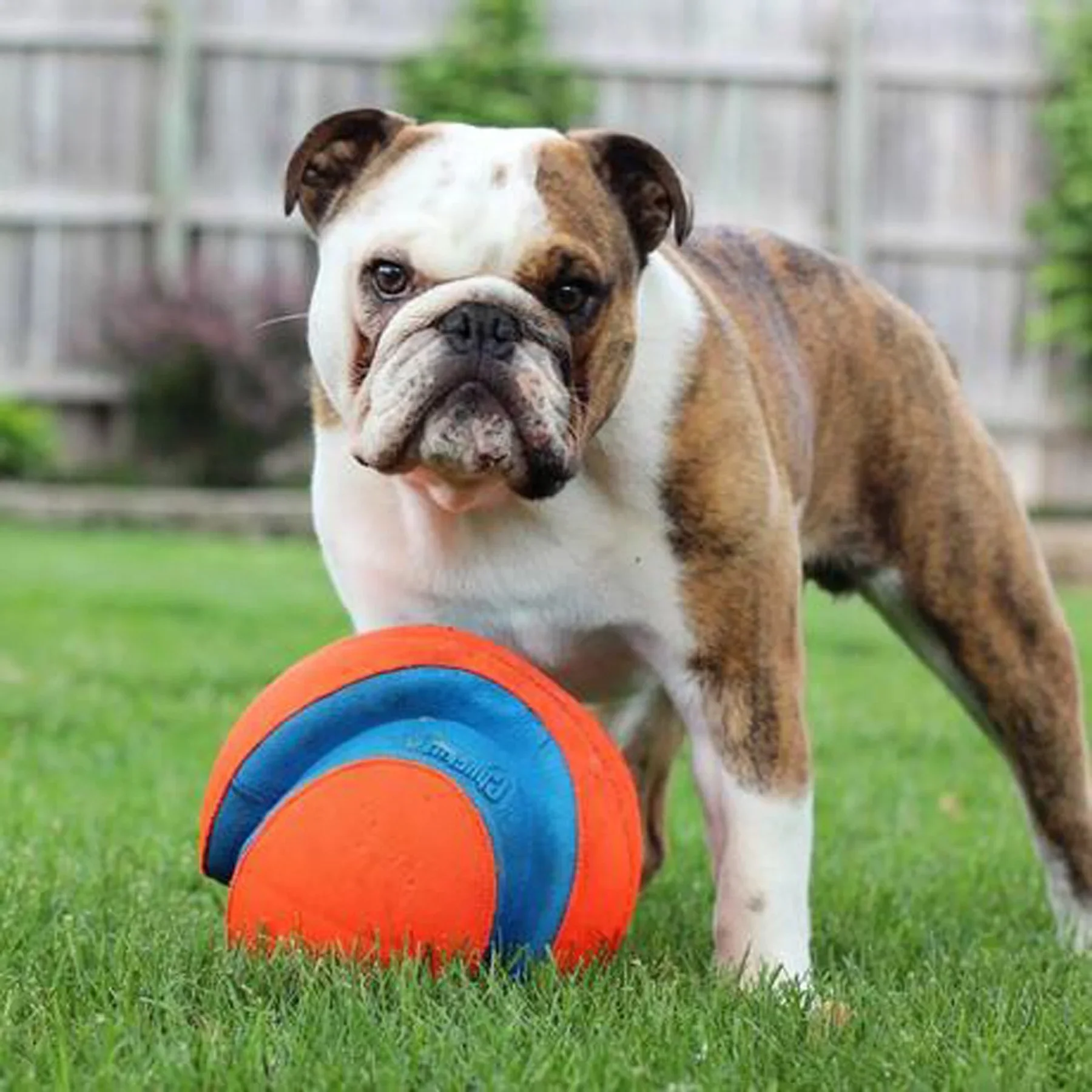 Chuckit! Kick Fetch Ball Dog Toy 4