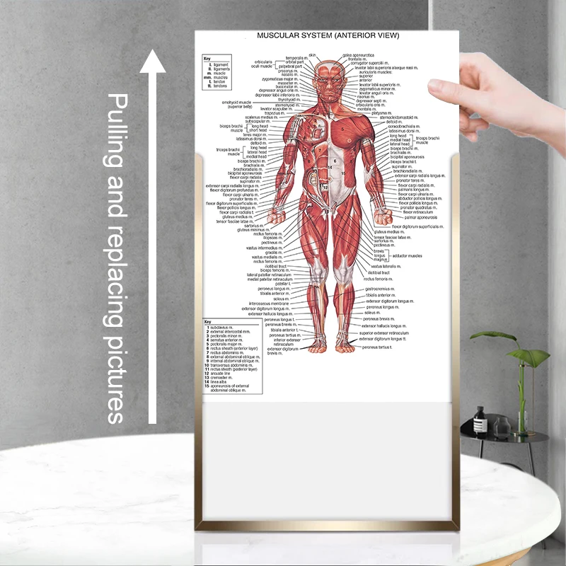 

Contemporary Aluminum Alloy Frame for Interchangeable Posters, Ads & Photos - A4/A3 Hanging Design Photo Frame