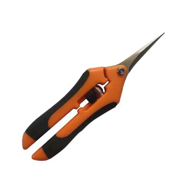 straight head-350852