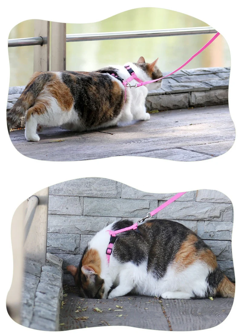Affordable Sphynx Cat Harness & Leash Set – Lightweight Outdoor Walking Accessories for Cats