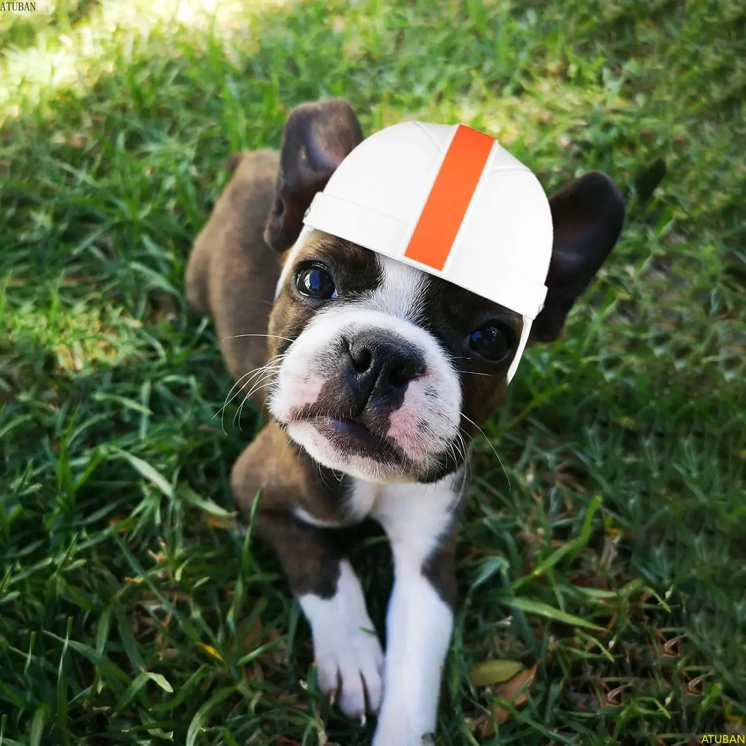 Dog Helmet for Outdoor Activities 5