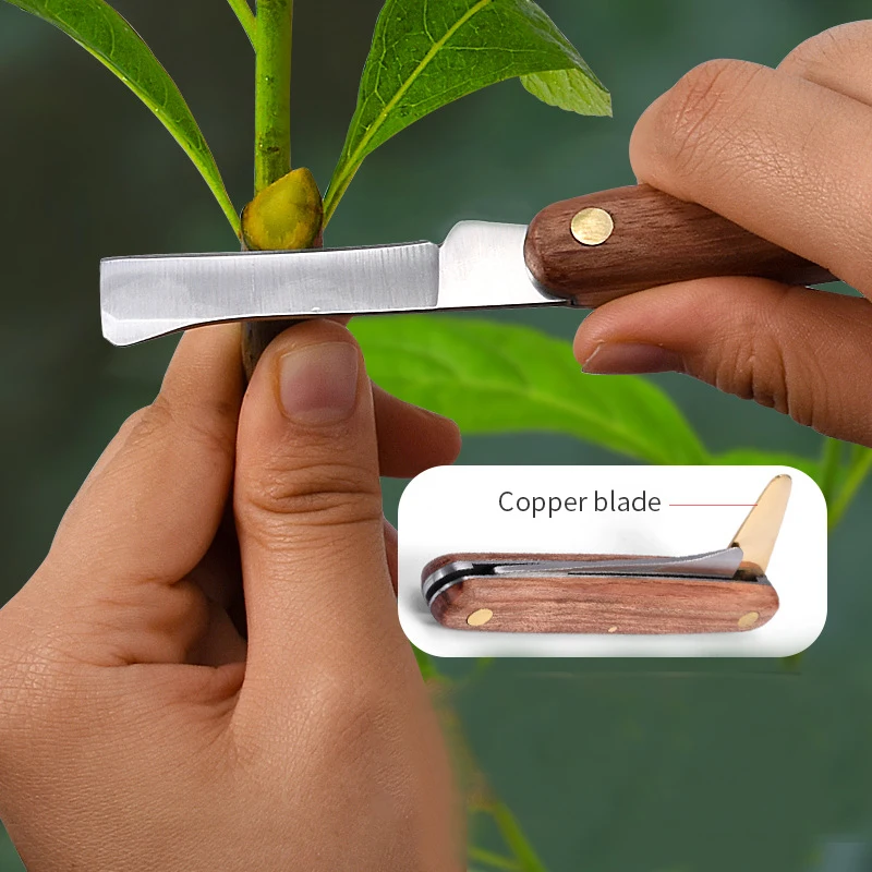 Description Picture 2 of itemGrafting Tools Foldable Grafting Pruning Knife Professional Garden Grafting Cutter Stainless Steel Wooden Handle Knife Tool