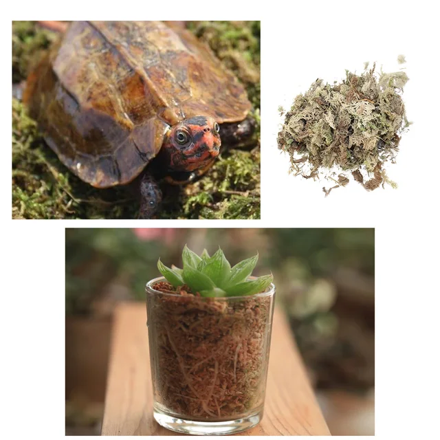 12L/6L Sphagnum Moha Moss Hidratáló Tőzeg Száraz Táplálkozás Szerves Műtrágya Segítetlen Tenyésztő Talaj - Image 5