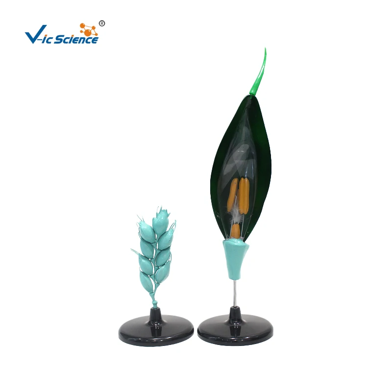 

Wheat Flower Model Plant Cell Enlargement Model