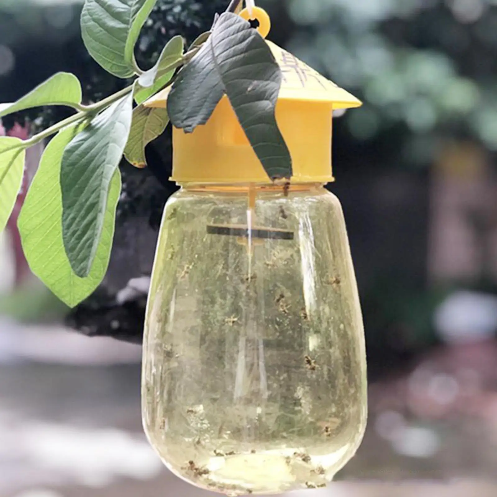 Fruit Fly Trap Plastic Fruit Fly Trap Killer Drosophila Trap Anti Fly Fruit Killer Catcher Orchard Insect Pest Control Bee