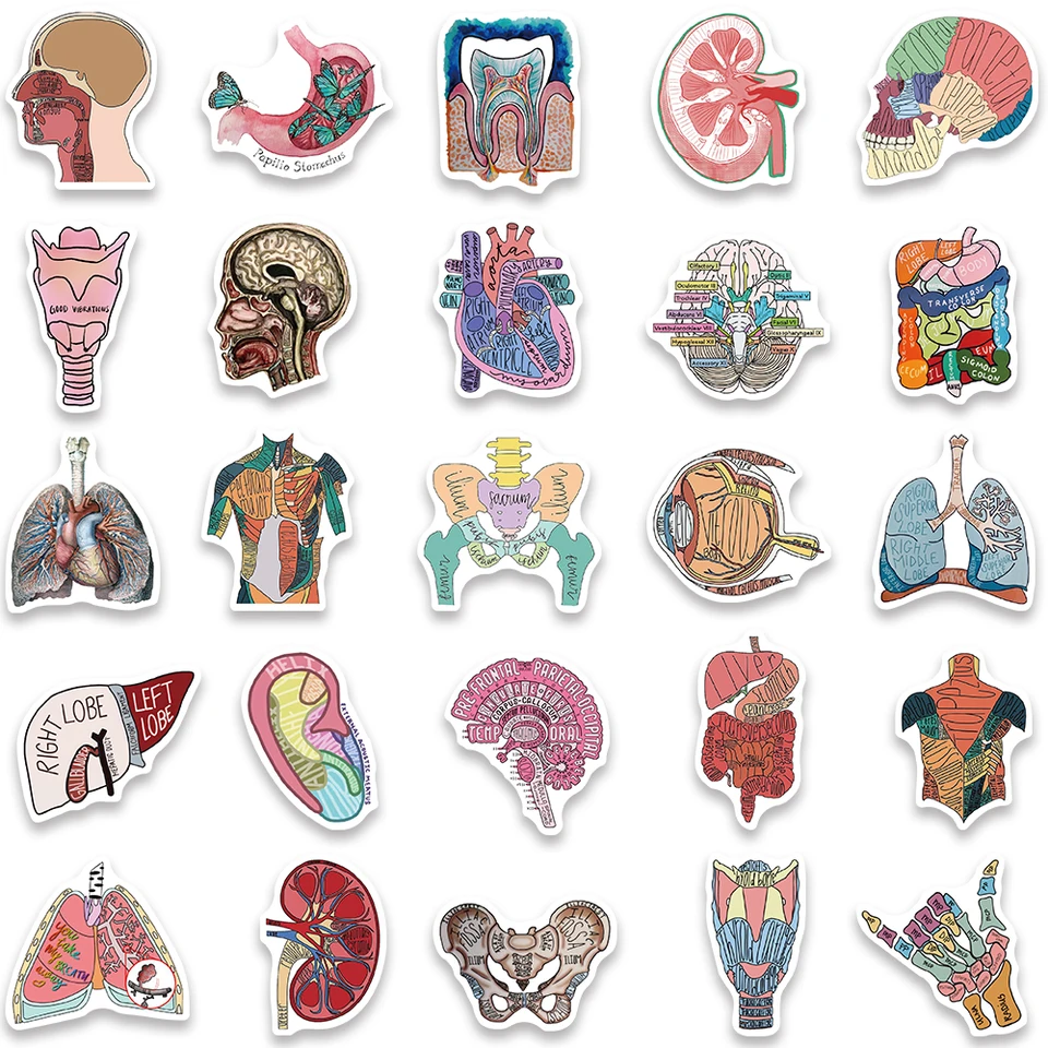 Pegatinas Creativas De Anatomía Humana Para Ordenador Portátil, Calcomanía De Esqueleto Con Graffiti Fisiologia Corazon Craneo Organos Internos 10 56 Piezas