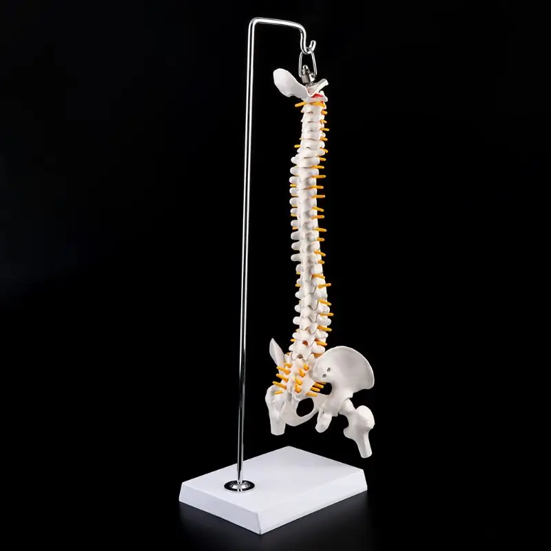 humana flexível da coluna vertebral humana 45cm