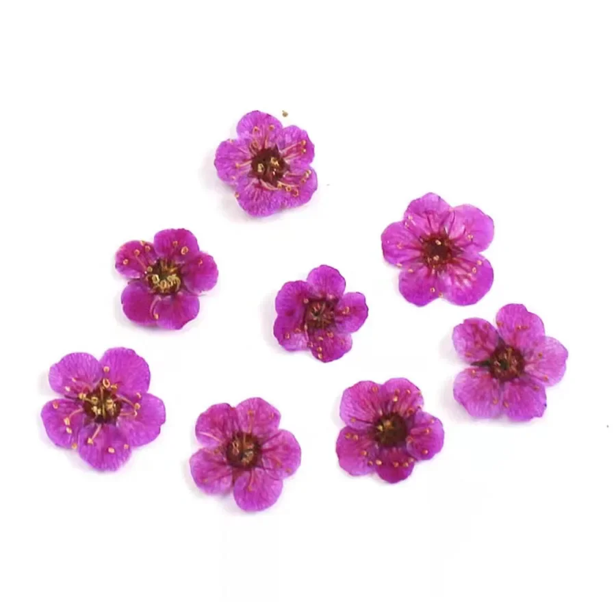 60pcs Mini Pressed Dried Absorbed Cherry Blossoms Flower Plant Herbarium For Epoxy Resin Jewelry Bookmark Postcard Nailart Craft