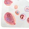 4D Human Embryo Development Anatomical Model Fetal Growth Organ Teaching Alpinia Assembled Toys 6
