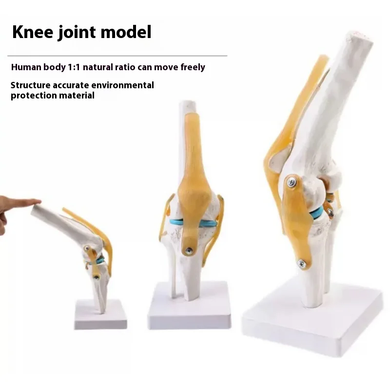1: 1 Human Knee Joint Model Ligaments Bend Freely Teaching and Practicing Medical Demonstration Tools