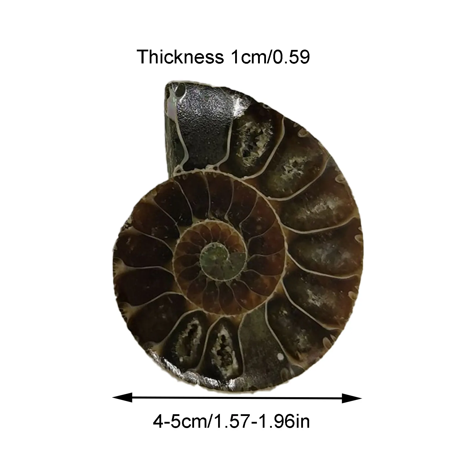 Natural Ammonite Vintage Style Spiral Shell To Teach Strange Stones Extinct Polished Ammonite Shell Great Gift For Friends And 6