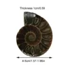 Natural Ammonite Vintage Style Spiral Shell To Teach Strange Stones Extinct Polished Ammonite Shell Great Gift For Friends And 6