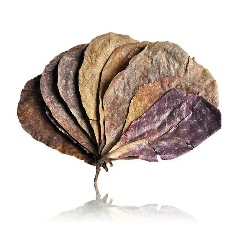 Aquarium leaves Natural Terminalia Catappa Foetida Leaves Island Almond Leaf Fish Cleaning Treatment Aquarium Tank