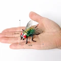 House Fly