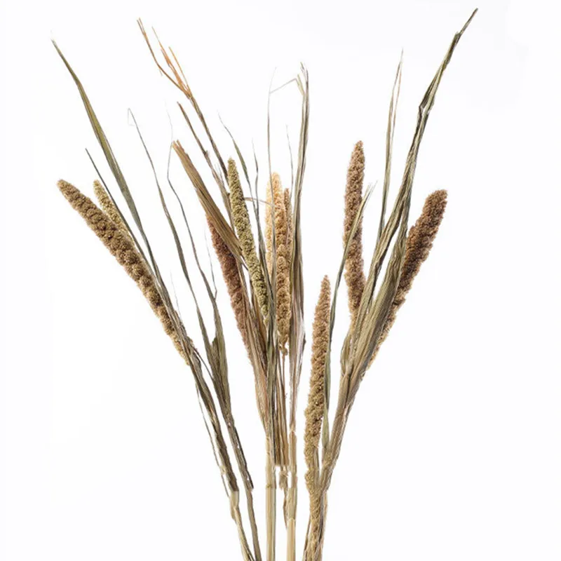 

Dried Flowers Millet 10pcs/lot Real Dried Bouquet Office Space Natural Flower Arrangement Window Model Room Homestay Decor