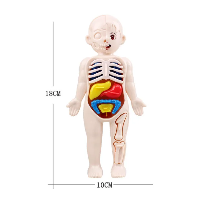 Kid Montessori 3D Puzzle Human Body Anatomy Model Educational Learning Organ Assembled Toy Body Organ Teaching Tool For Children 6