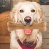 8 Inch Cowhide Bone Non-Toxic Creative Leather Chew Bone Anti-bite Puppy Teething Toys Indestructible for Small Medium Large Dog 6