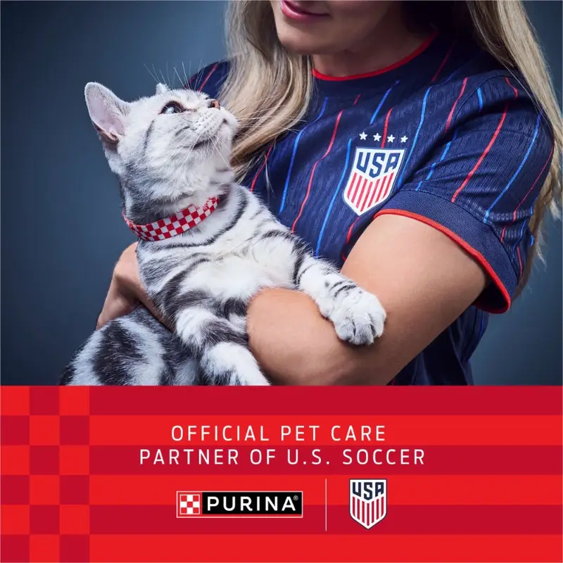Purina Delights Wet Kitten Food with Cheddar Cheese Flavor, Grilled Texture, 3 oz Cans High-Protein, Tender in Sauce, Perfect f - Image 2