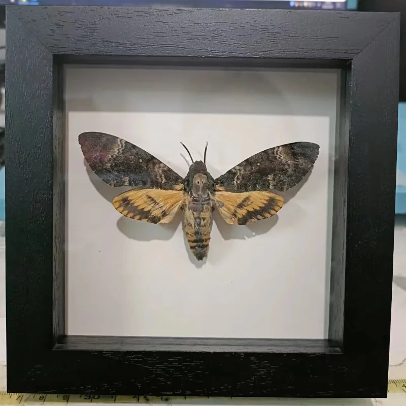Acherontia lachesis real moth specimen real insect frame home decoration statues for decoration home decoration accessories 3