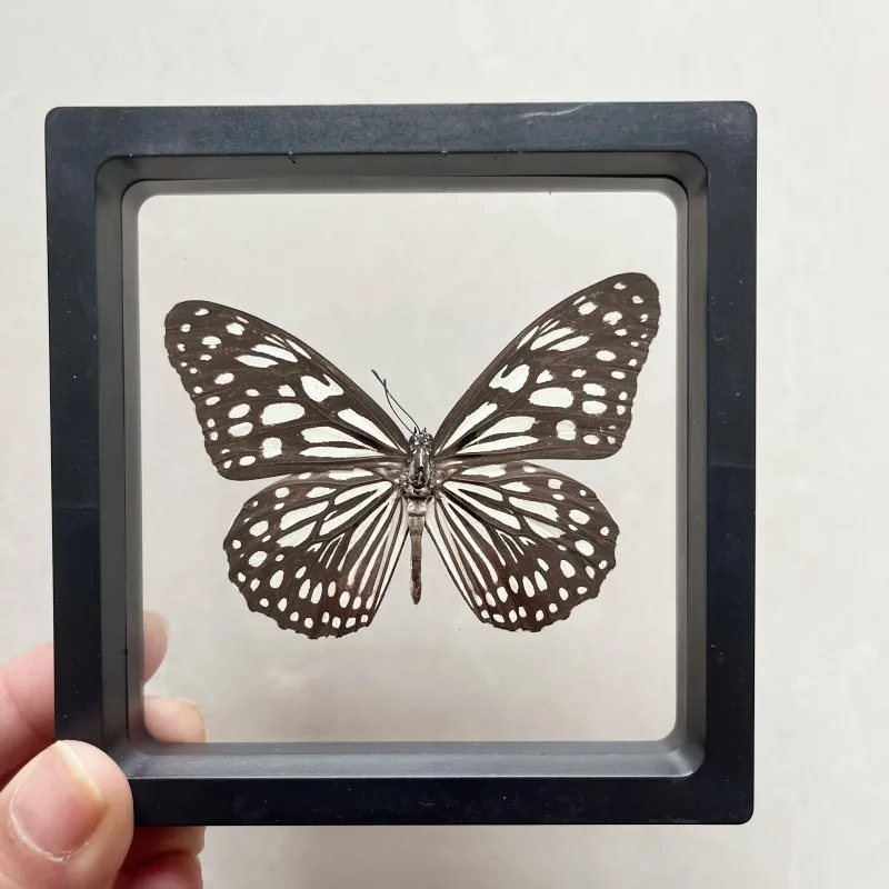 Real butterfly Specimen Photo Frame Rare Butterfly Ornament Gift Kindergarten Display Frame Hanging Picture Wall Decor butterfly specimen