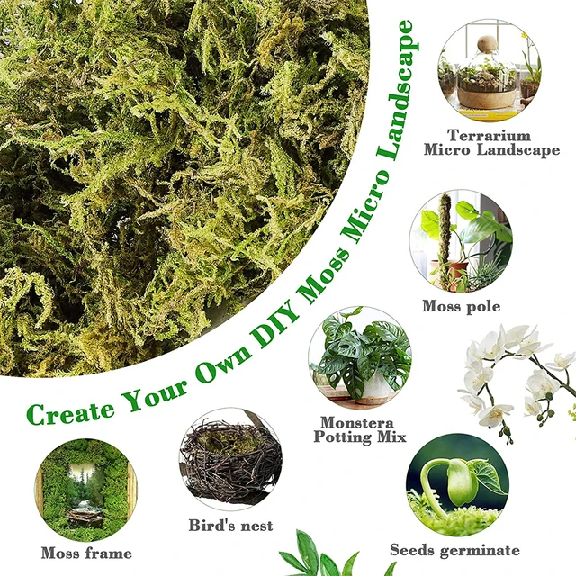 Sphagnum Moha 500 G Szárított Erdei Cserepes Keverék Növényekhez Természetes Húsevő Növény A Hüllőkhez Terrárium Dekorációhoz - Image 5