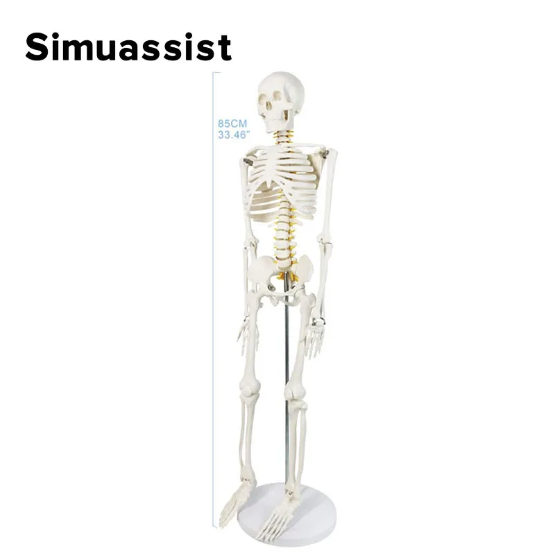Human Skeleton Model 85CM White Bone Include Nerve Root Full Body Plastic Anatomical Medical Model Teaching Resource