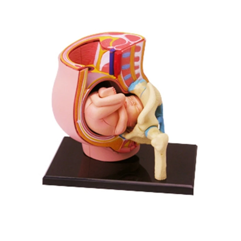 

Human Women Pregnant Pelvis Section Model With 9 Months Baby Fetus Model Hand Painted Uterus Model Science Toy