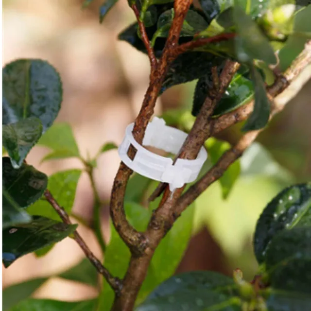 Műanyag Növényi Klipek Támogatók Összekapcsolják Az Újrafelhasználható Védelem Oltó Rögzítő Szerszám Kertészeti Készleteket A Zöldség Paradicsomhoz - Image 6