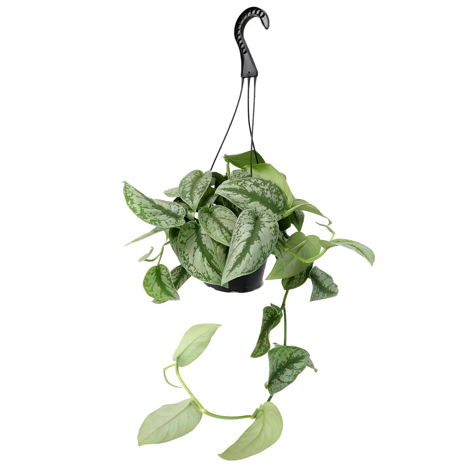 

6" SATIN POTHOS HANGING BASKET PLANT