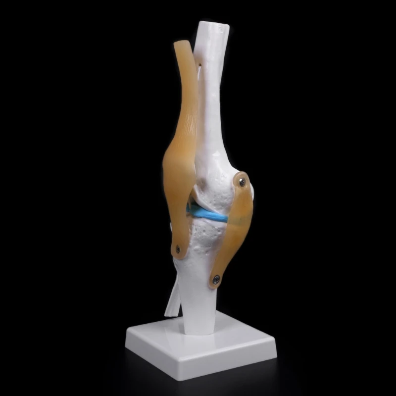 

Human Anatomical Knee Joint Flexible Skeleton Model Medical Learning Aid Anatomy H8WD