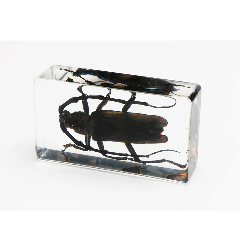 oversized real insect specimens, transparent resin whip scorpion fiddler crab star celestial bull cicada 5