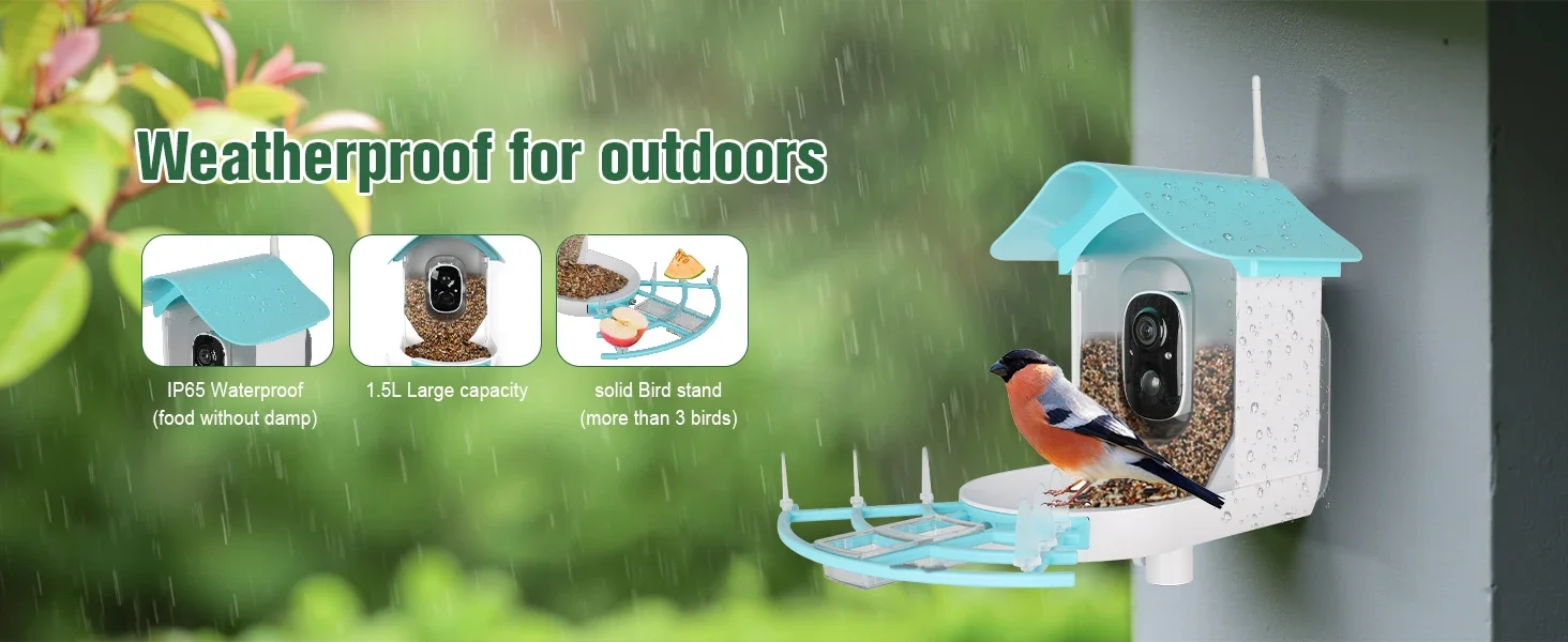 bird feeder