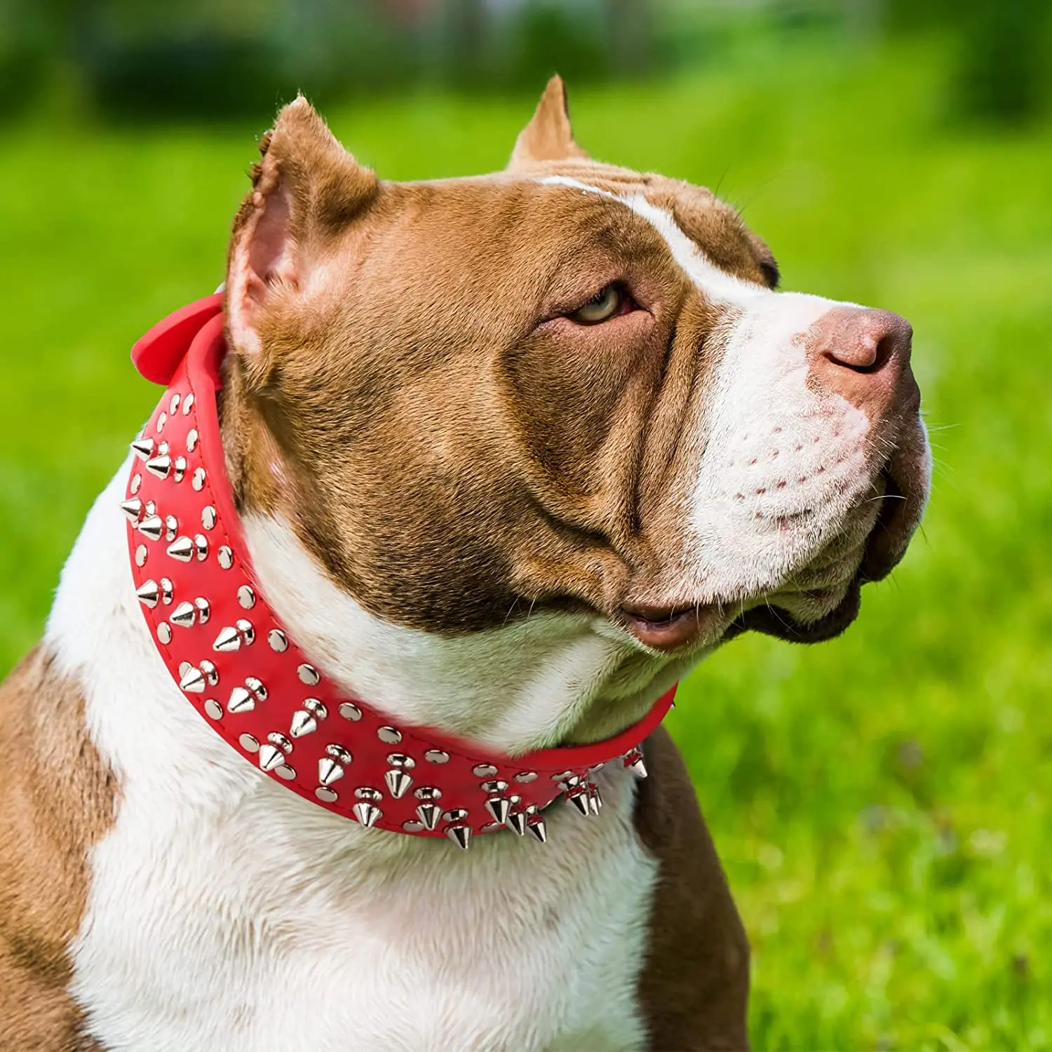 Pitbull Large Red Dog Collar X1 3
