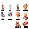 4D Master Puzzle Human Hody Organ Anatomical Model Assembling Toy Medical Teaching Model Biological Educational Toys 3