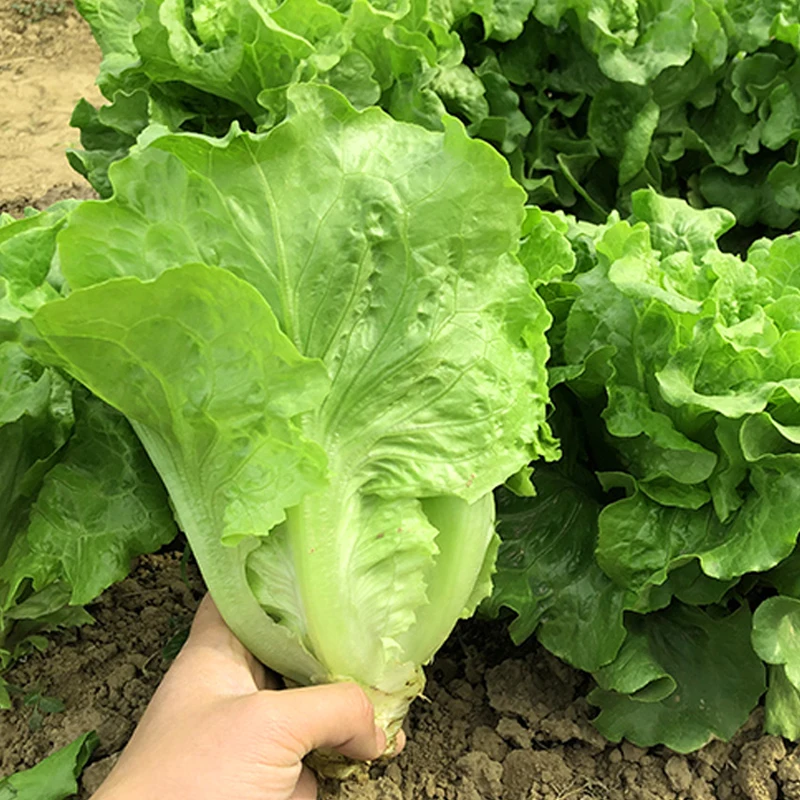 200Pcs Lettuce