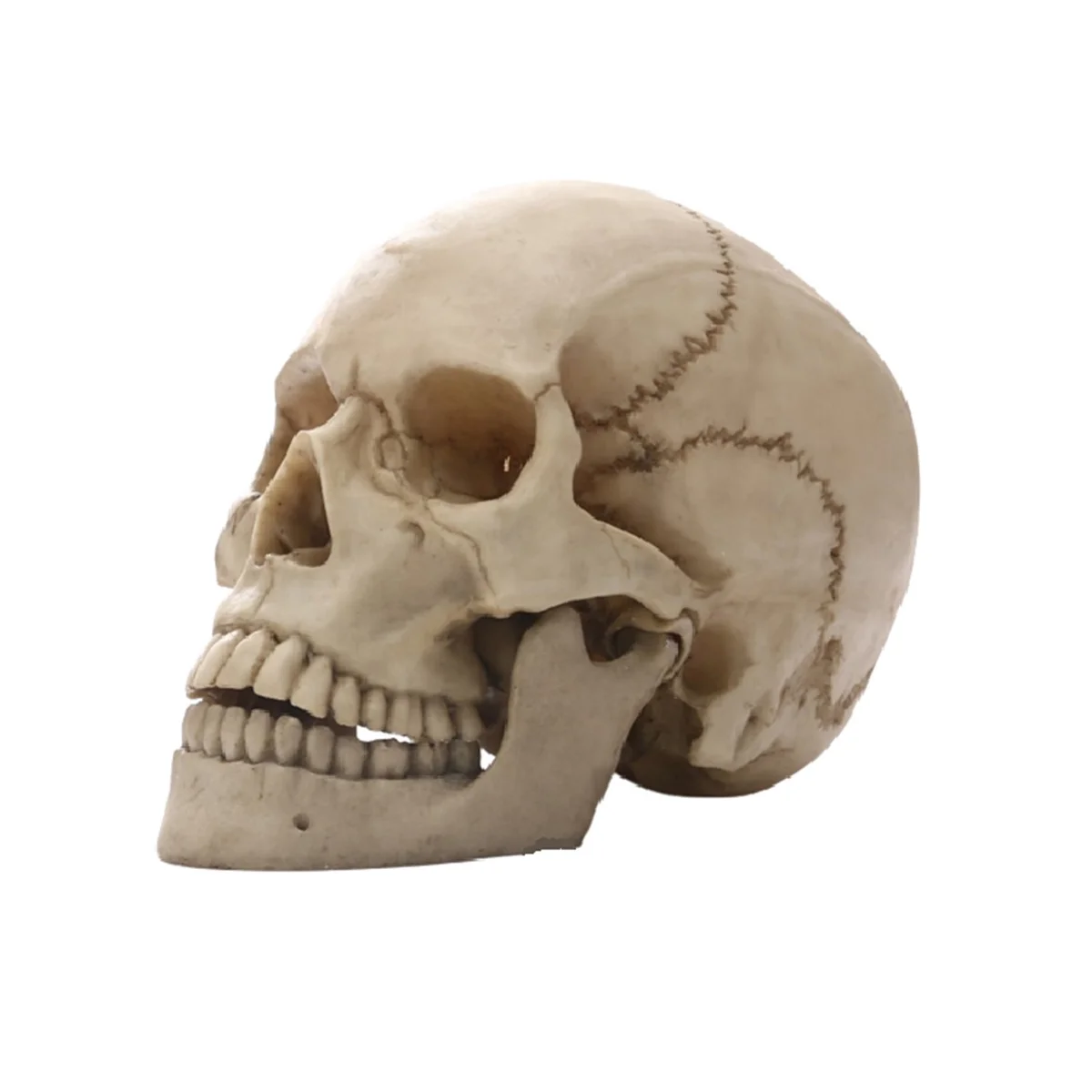 

Статуэтка человека голова черепа для домашнего декора, статуэтки из смолы на Хэллоуин, искусственная медицинская обучающая эскизная модель, поделки